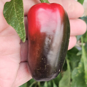 Jalapeño Jumbo zaden