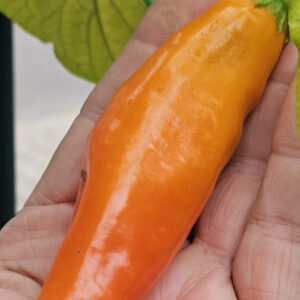 Aji Amarillo Zaden