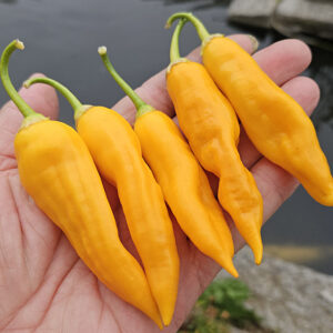 Dong Xuan Market Yellow