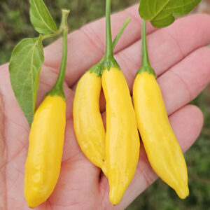 Aji Pineapple Zaden
