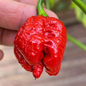 7 Pot Brain Strain Red Zaden