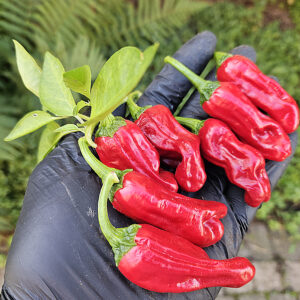 Golden Greek Pepperoncini Zaden