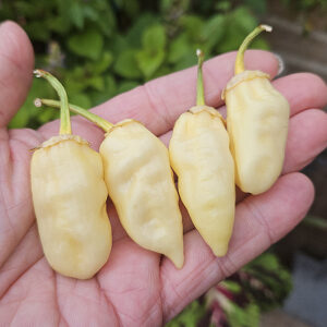 7 Pot Bubblegum White – Zaden
