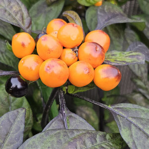 Black Pearl Orange