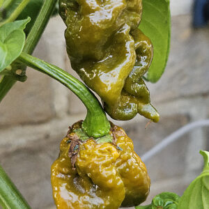 Swamp Thing Mustard
