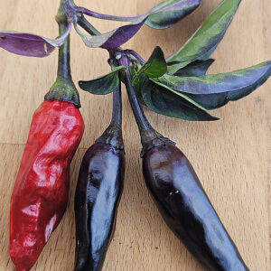 Pickles Blood Dark Rising